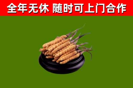 孟连烟酒回收冬虫夏草.jpg